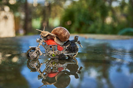 A large snail on a toy motorcycle is reflected in the water on a sunny day. Selective focus on the body of the snail.の写真素材