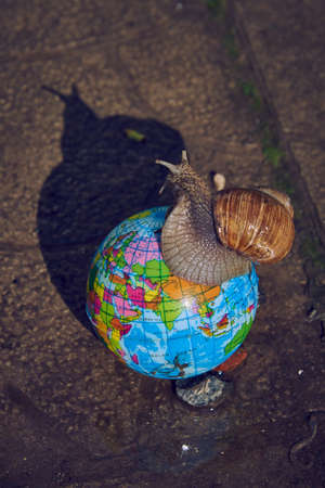 A large snail on a small globe on the background of asphalt.の写真素材