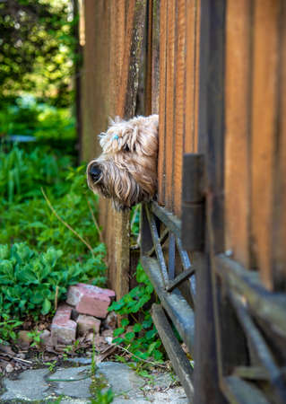 A fluffy dog, an Irish soft-coated wheat terrier, looks out through a hole in the fence.の写真素材