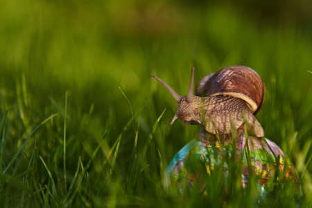 A large snail on a small globe in the thick green grass. A light green haze.の写真素材