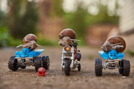 Three large garden snails sit on a toy motorcycle and quad bikes standing on the garden path.の写真素材