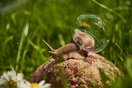 A large garden snail sits on a rock in the grass. On the shell of a snail, a soap bubble shimmers.の写真素材