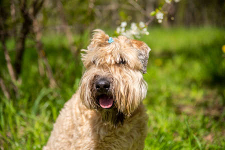 Irish soft coated wheaten terrier. Portrait of a fluffy dog on a background of cherry blossoms.の写真素材
