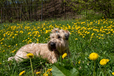 Irish soft coated wheaten terrier. Portrait of a fluffy dog on the background of blooming dandelions.の写真素材