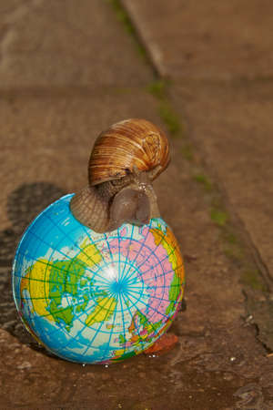 A large snail on a small globe on the background of asphalt.の写真素材