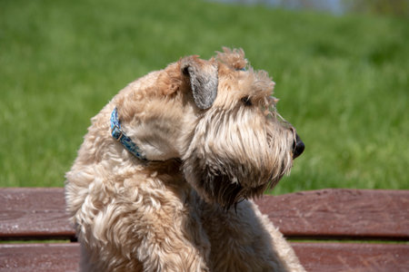 Irish soft coated wheaten terrier. A fluffy dog sits on a wooden bench on a sunny spring day.の写真素材