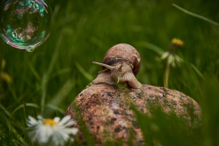A large garden snail sits on a rock in the thick grass and looks at a flying soap bubble.の写真素材