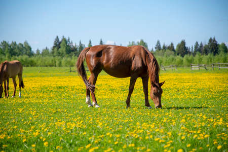 Young horses graze in a field overgrown with bright yellow dandelions on a sunny spring day.の写真素材