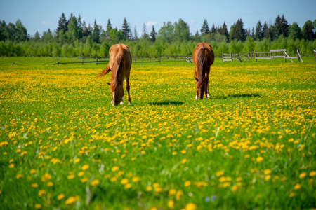 Young horses graze in a field overgrown with bright yellow dandelions on a sunny spring day.の写真素材