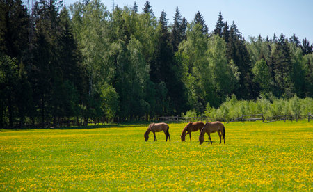 Young horses graze in a field overgrown with bright yellow dandelions on a sunny spring day.の写真素材