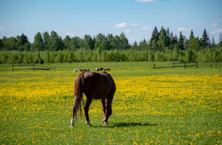 Young horses graze in a field overgrown with bright yellow dandelions on a sunny spring day.の写真素材