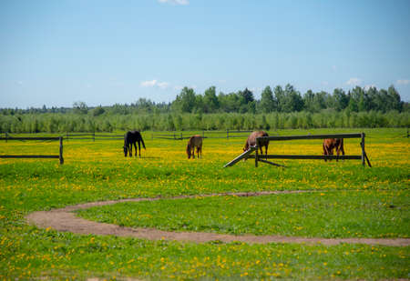 Young horses graze in a field overgrown with bright yellow dandelions on a sunny spring day.