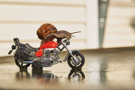 A large garden snail on a shiny toy motorcycle.の写真素材