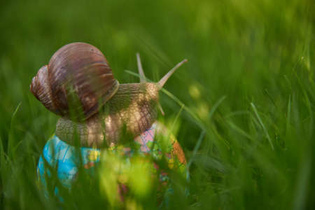 A large snail on a small globe in the thick green grass. A light green haze.の写真素材