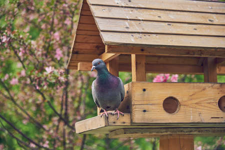 An ordinary gray pigeon sits on a wooden feeder in a public park against the background of flowering trees.の写真素材