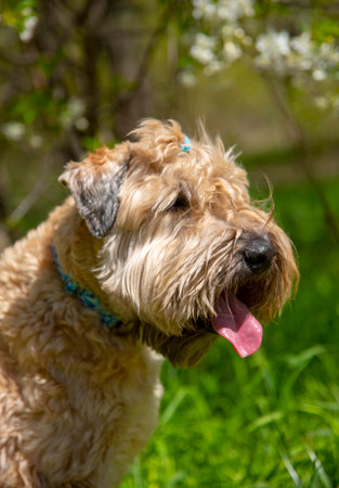 Irish soft coated wheaten terrier. Portrait of a fluffy dog on a background of cherry blossoms.の写真素材
