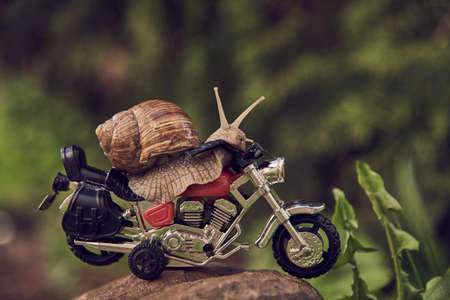 A large garden snail on a shiny toy motorcycle on a rock.の写真素材
