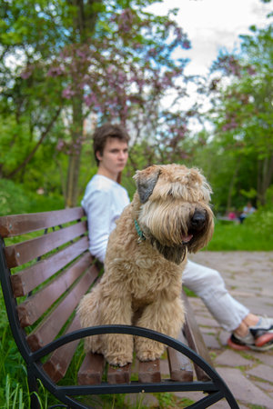 Irish soft coated wheaten terrier. In the foreground, a fluffy dog sits on a bench, with a young man sitting behind it. A walk in the public spring park. Selective focus on the dog.の写真素材