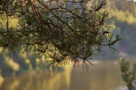 A pine branch on a blurry natural background. Against the background of a lake and a forest. A sunny summer day.の写真素材