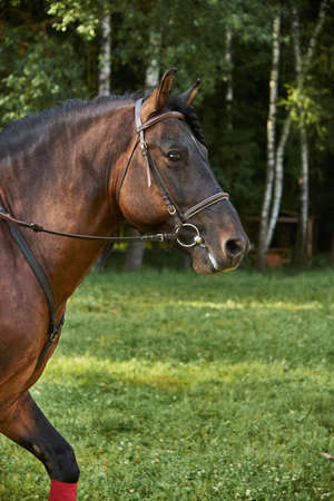 Portrait of a brown horse in a bridle on a sunny summer day.の写真素材