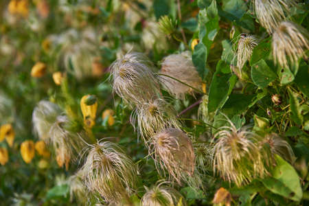 Full frame Faded clematis flowers in autumn sunlight.の写真素材