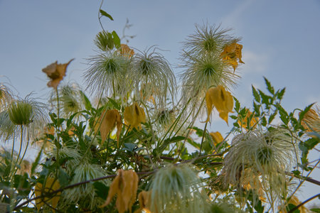 Full frame of faded clematis against a blue cloudy sky. Copy space for text, design.の写真素材