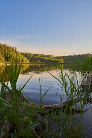 Summer landscape. In the foreground is an old stump floating in the lake.の写真素材