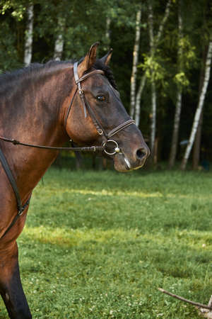 Portrait of a brown horse in a bridle on a sunny summer day.の写真素材