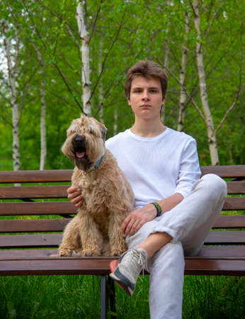 A young man in white clothes sits on a bench in a spring park with his dog. Irish Soft Coated wheaten terrier.の写真素材