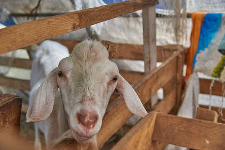 A large portrait of a goat in a pen on a livestock farm. Selective focus on the eyes.の写真素材