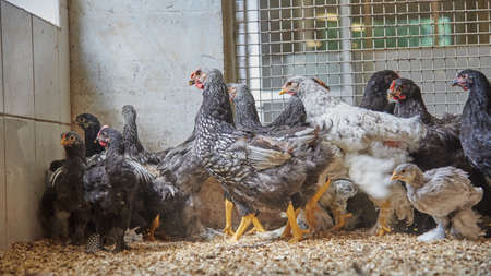 Numerous chickens in a chicken coop on a livestock farm.の写真素材