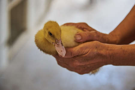 A fluffy yellow duckling in the hands of an elderly woman.の写真素材