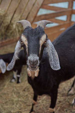A portrait of a Nubian goat in a pen on a livestock farm. Selective focus on the eyes.の写真素材