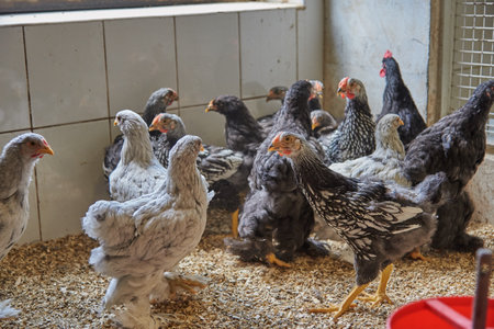 Numerous chickens in a chicken coop on a livestock farm.の写真素材