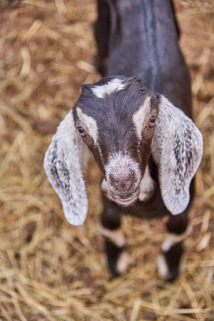Portrait of a small goat in a corral on a livestock farm.の写真素材