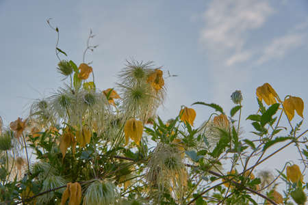 Full frame of faded clematis against a blue cloudy sky. Copy space for text, design.の写真素材