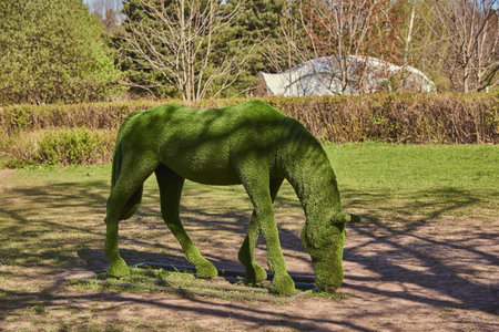 A horse figurine made from lawn grass in a public park. Landscape design. Topiary figures.の写真素材