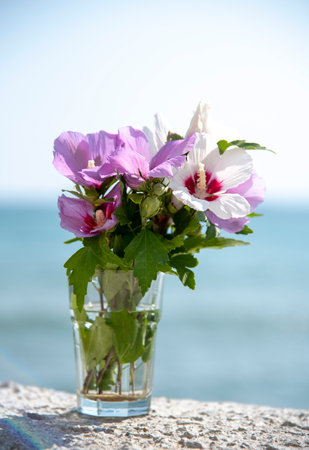 A bouquet of delicate hibiscus in a glass against the background of the sea.の写真素材