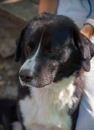 A large black and white dog is sitting next to a girl who is stroking it. Portrait of a shepherd dog.の写真素材