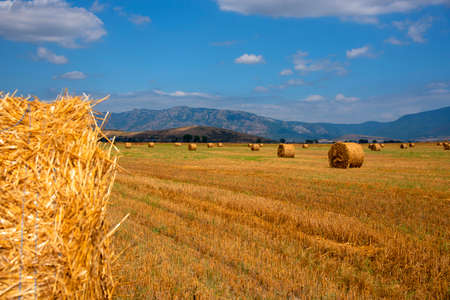 Rolled-up hay in a meadow against the background of mountains. A beautiful landscape with hay at the end of summer.の写真素材