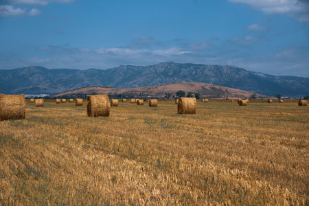Rolled-up hay in a meadow against the background of mountains. A beautiful landscape with hay at the end of summer.の写真素材