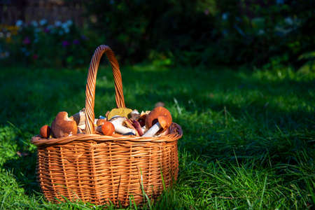 A wicker basket full of wild mushrooms stands on the green grass.の写真素材