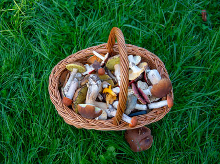 A wicker basket full of wild mushrooms stands on the green grass.の写真素材