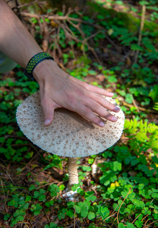 Macrolepiota procera. The man holds his hand over the mushroom cap for comparison. Mushroom-umbrella in a forest clearing. Picking mushrooms.の写真素材