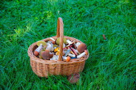 A wicker basket full of wild mushrooms stands on the green grass.の写真素材