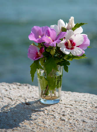 A bouquet of delicate hibiscus in a glass against the background of the sea.の写真素材