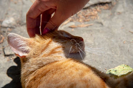 A red cat lies on the path and looks at the camera. The girl strokes the cat on the head.の写真素材