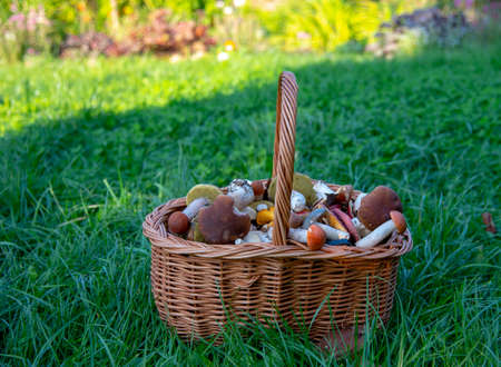 A wicker basket full of wild mushrooms stands on the green grass.の写真素材