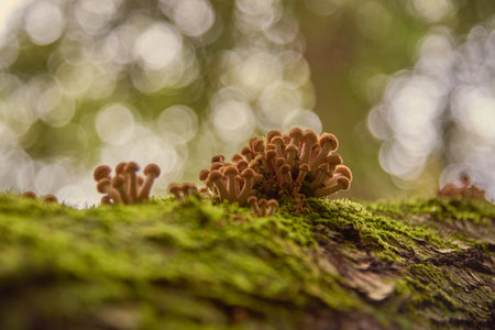 Wild honey agaric mushrooms grow on the mossy trunk of a birch tree. Selective focus, blurred background. Picking mushrooms.の写真素材