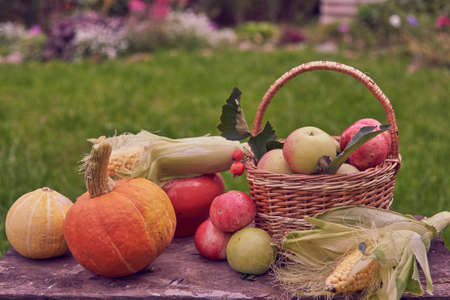 Autumn harvest. Bright pumpkins, juicy apples, corn are lying on an old wooden bench in the garden.の写真素材